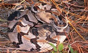 Canebrake Snake