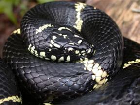 Eastern King Snake