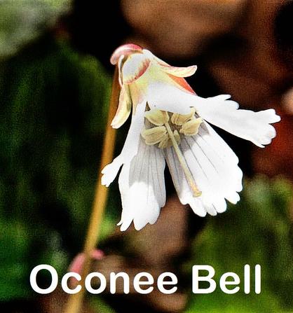 Oconee Bell
