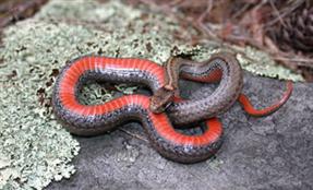 Redbellied Snake