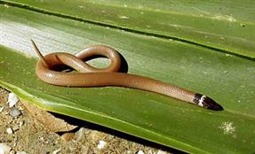 Southern Crowned Snake